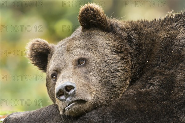 Brown Bear (Ursus arctos)