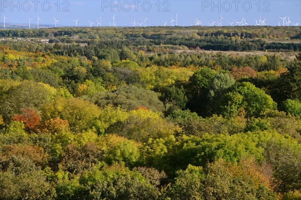 Forest in autumn