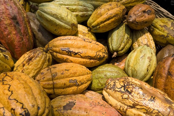 Cocoa fruits at the Hacianda Cacaotera "Jesús Maria"