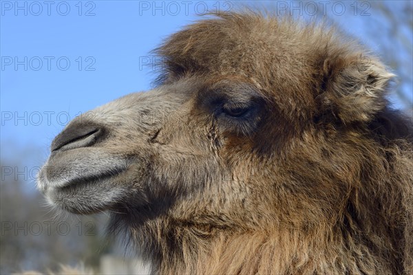 Bactrian camel (Camelus ferus)