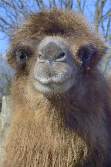 Bactrian camel (Camelus ferus)