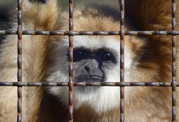 Lar Gibbon (Hylobates lar)