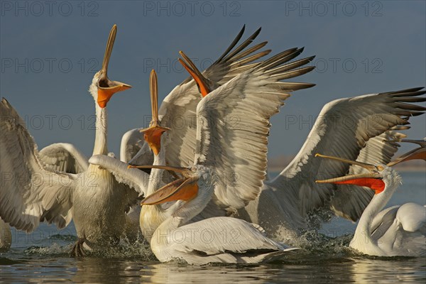 Dalmatian Pelicans (Pelecanus crispus)