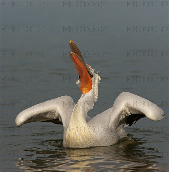 Dalmatian Pelican (Pelecanus crispus)