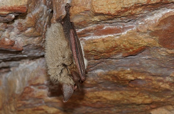 Bechstein's Bat (Myotis bechsteinii) in hibernation