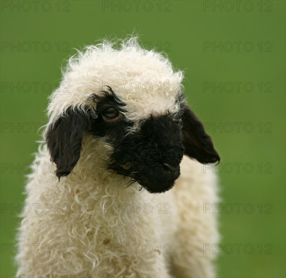 Valais Blacknose sheep (Ovis orientalis aries)