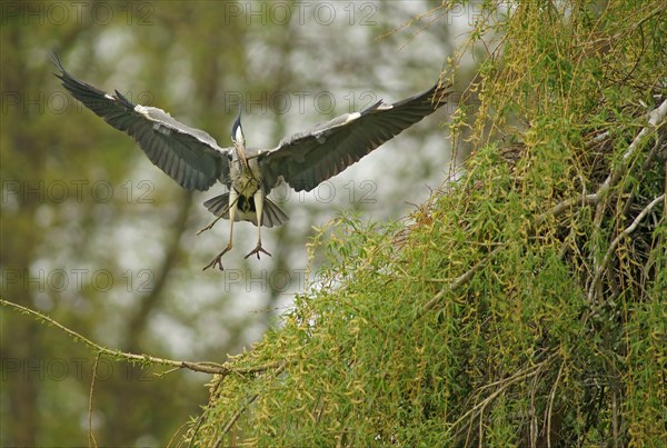Grey Heron (Ardea cinerea) approaching to land with nesting material