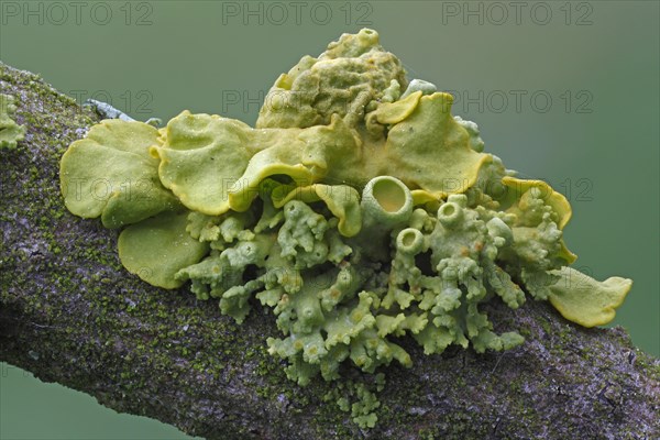 Yellow lichens (Xanthoria polycarpa)