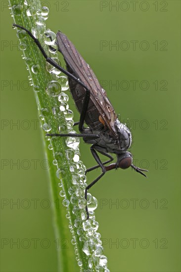 Dagger Fly or Balloon Fly (Empididae)