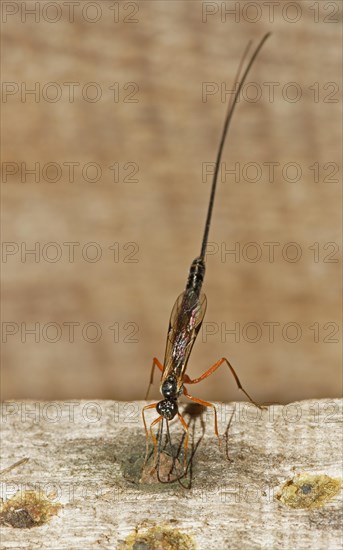 Ichneumon Wasp (Ephialtes manifestator) in the oviposition