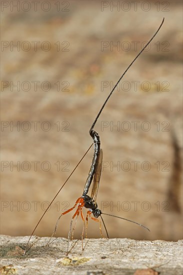 Ichneumon Wasp (Ephialtes manifestator) in the oviposition