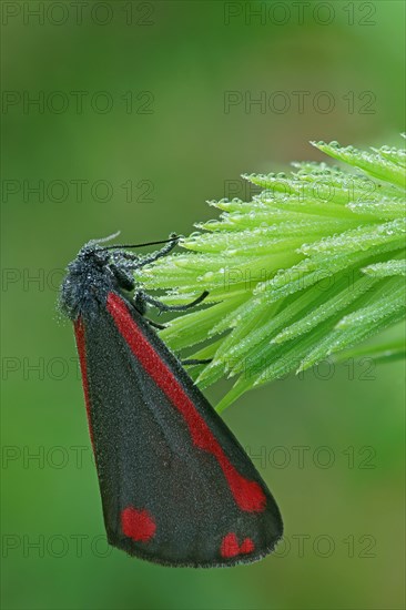 Cinnabar Moth (Tyria jacobaeae)