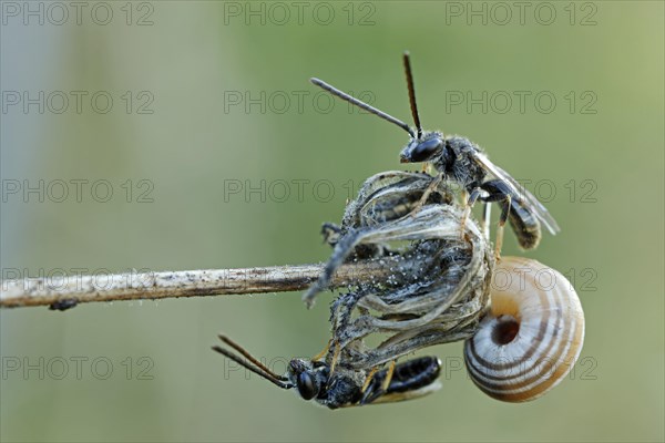 Sweat Bees or Halictid Bees (Halictus calceatus or Lasioglossum calceatum) on a wilted flower with a Snail (Helicidae)