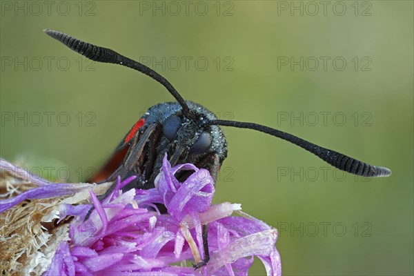 Six-spot Burnet (Zygaena Filipendulae