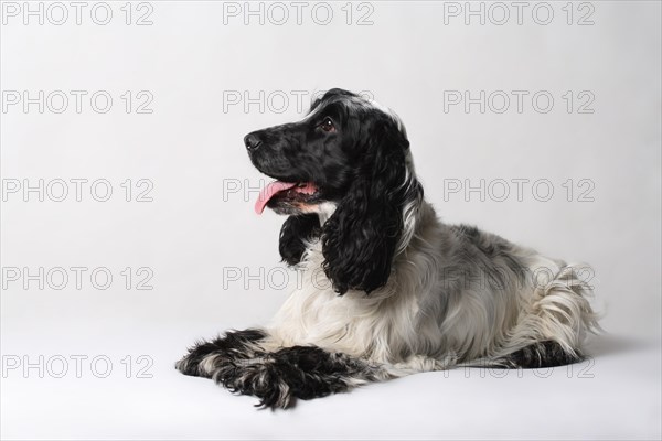 English Cocker Spaniel