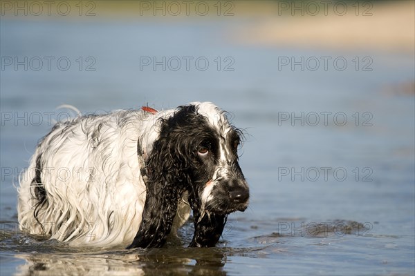 English Cocker Spaniel in the water