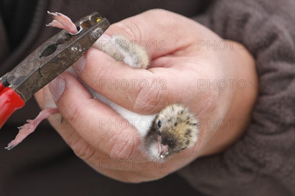 Ringing of a Common Tern chick (Sterna hirundo)