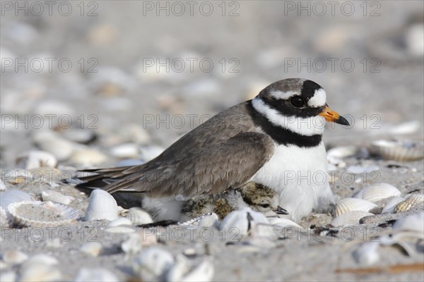 Ringed Plover (Charadrius hiaticula) brooding on a nest with a chick