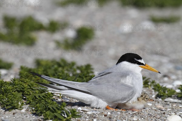 Little Tern (Sterna albifrons)