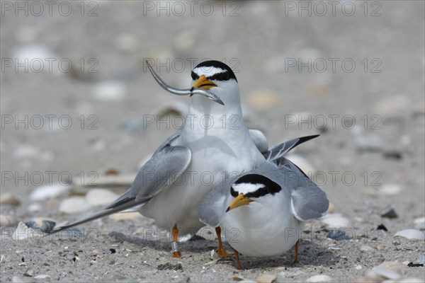 Little Tern (Sterna albifrons)