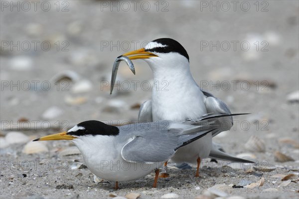 Little Tern (Sterna albifrons)