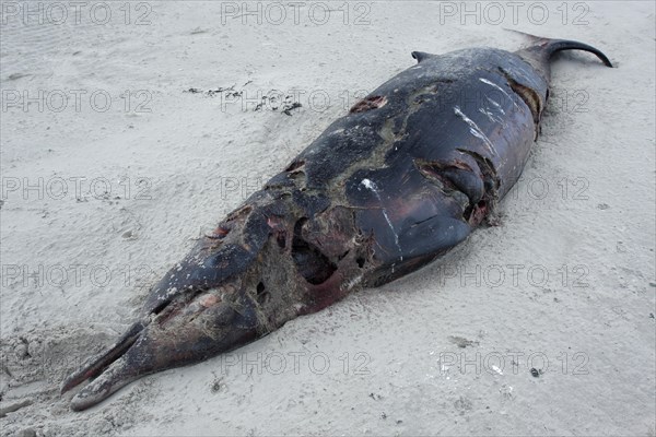 Sowerby's Beaked Whale (Mesoplodon bidens)