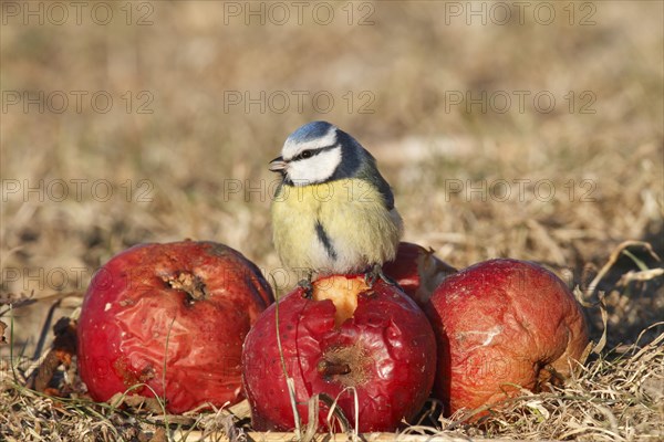 Blue Tit (Cyanistes caeruleus