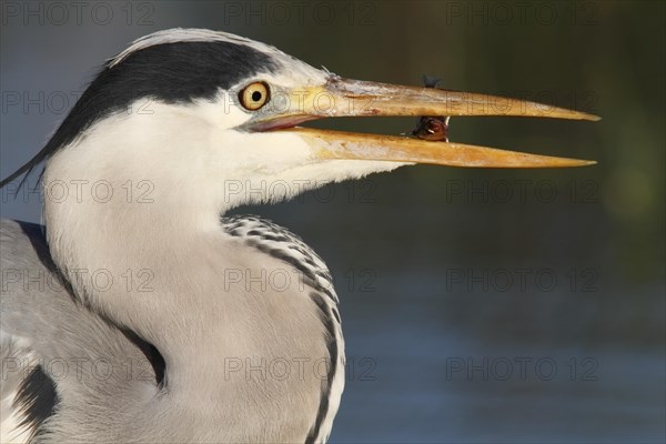 Grey Heron (Ardea cinerea)