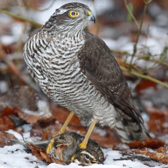 Sparrowhawk (Accipiter nisus) with a captured Redwing (Turdus iliacus)