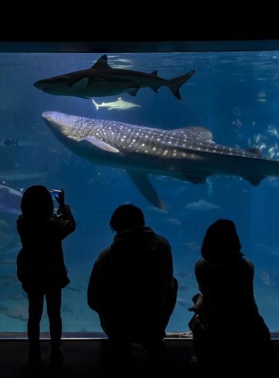 Silhouettes of visitors in front of a large aquarium with fish