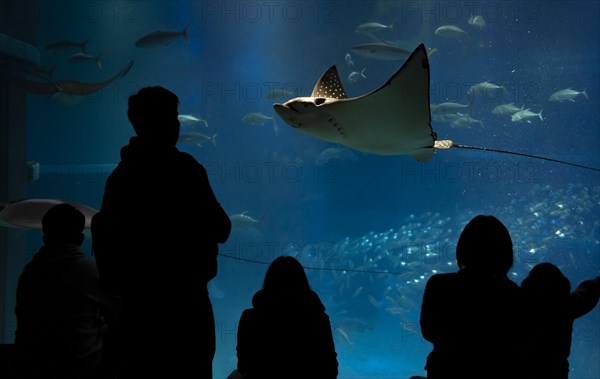 Silhouettes of visitors in front of a large aquarium with fish