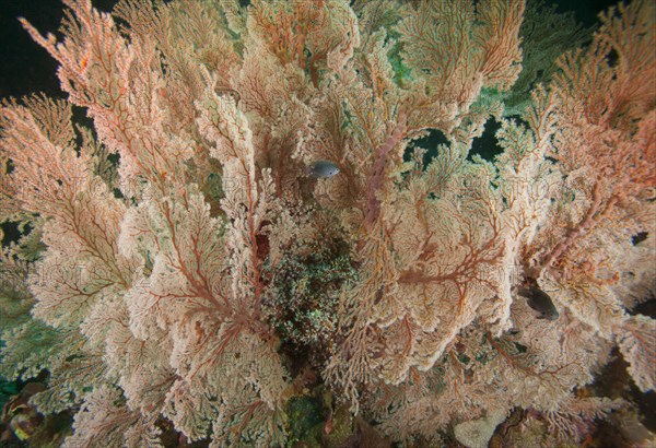 Fan-shaped Gorgonian (Scleraxonia)