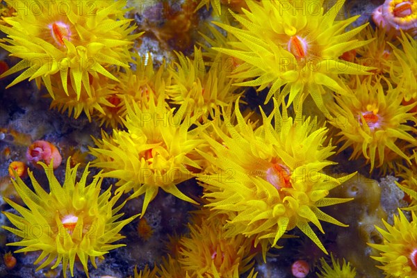 Orange Cup Coral (Tubastrea coccinea)