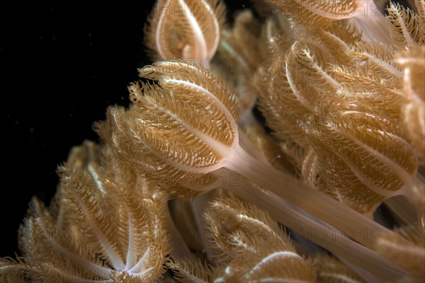 Pulsating Xenid (Heteroxenia fuscescens)