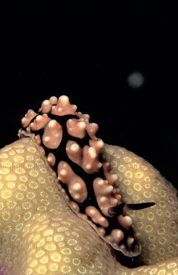 Pustulose Wart Slug (Phyllidiella Pustular)