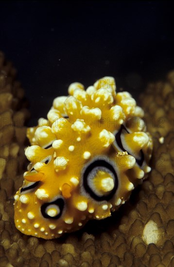 Yellow Wart Slug (Phyllidiidae warty)