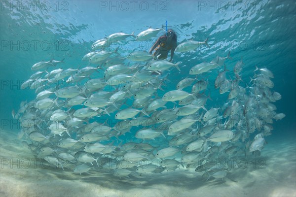 Women snorkling dressed as a mermaid in a school of Bigeye Trevally (Caranx sexfasciatus) in a lagoon