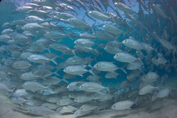 Typical swarming behavior of a school of Bigeye Trevally (Caranx sexfasciatus) in a lagoon