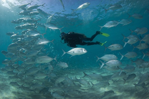 Scuba diver swimming with a school of Bigeye Trevally (Caranx sexfasciatus) in a lagoon