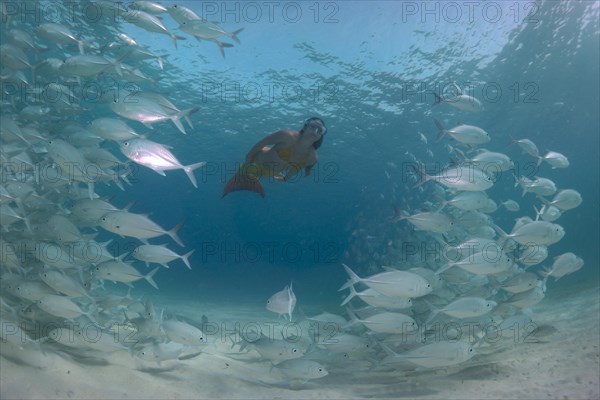 Women snorkling dressed as a mermaid in a school of Bigeye Trevally (Caranx sexfasciatus) in a lagoon