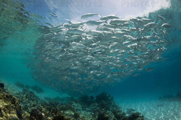 Typical swarming behavior of a school of Bigeye Trevally (Caranx sexfasciatus) in a lagoon