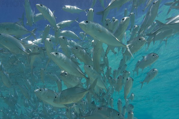 School of Bigeye Trevally (Caranx sexfasciatus) in a lagoon