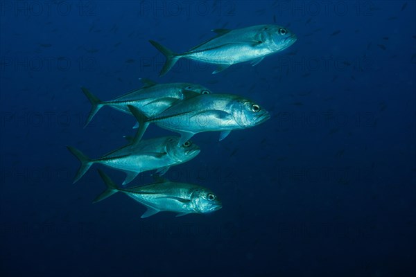 Bigeye Trevally (Caranx sexfasciatus)