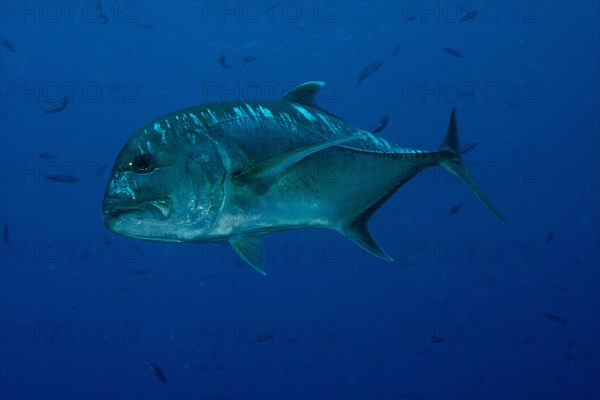 Giant Trevally or Giant Kingfish (Caranx ignobilis)