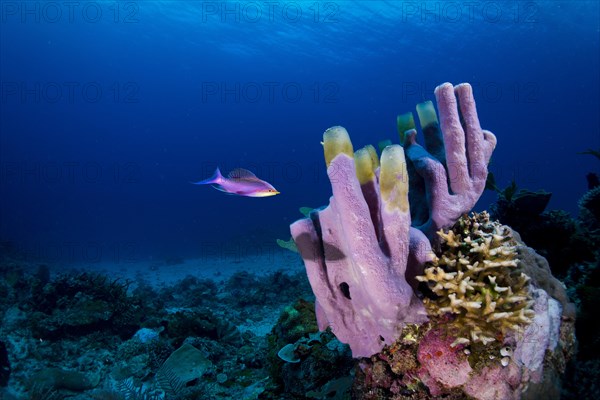 Tube Sponge (Niphates olemda) with Purple Queen Anthias (Pseudanthias tuka)