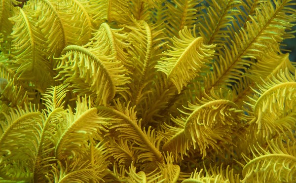 Variable Bushy Feather Star (Comanthina schlegeli)