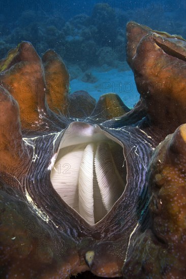 Maxima Clam or Giant Clam (Tridacna maxima)