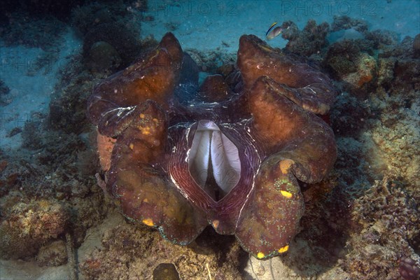 Maxima Clam or Giant Clam (Tridacna maxima)