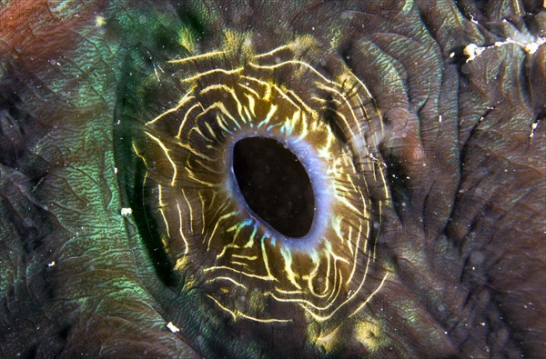 Maxima Clam or Giant Clam (Tridacna maxima)