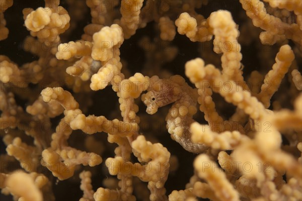 Denise's pygmy seahorse (Hippocampus denise)